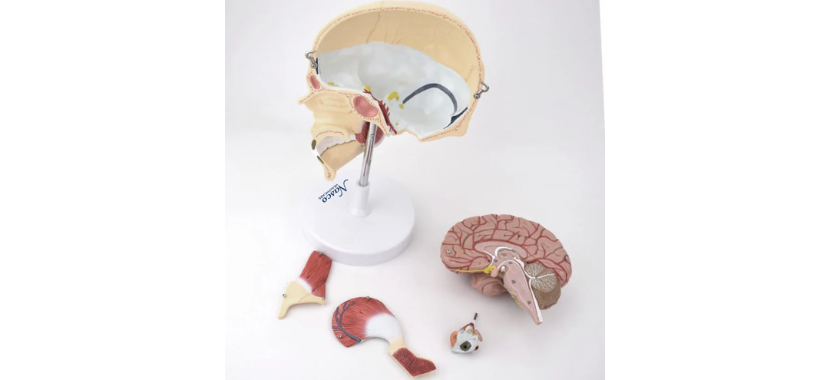 Deluxe Skull with Masticatory.png Κανένα σετ εικόνων